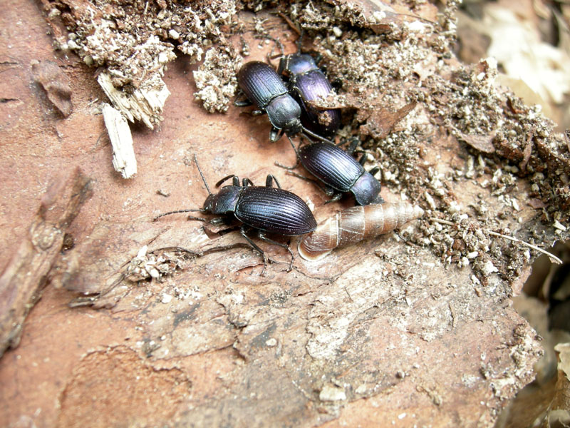 Percorso storico-naturalistico......Bosco Caproni