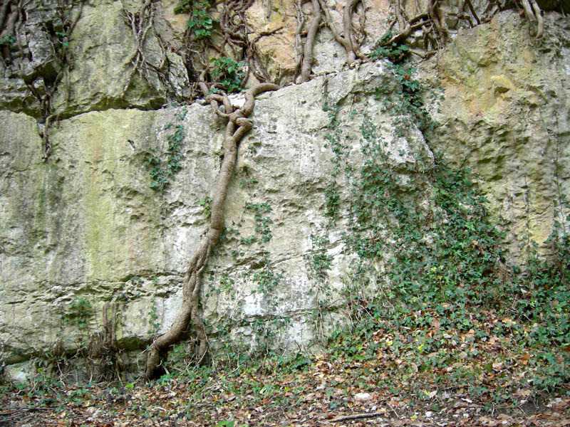 Percorso storico-naturalistico......Bosco Caproni