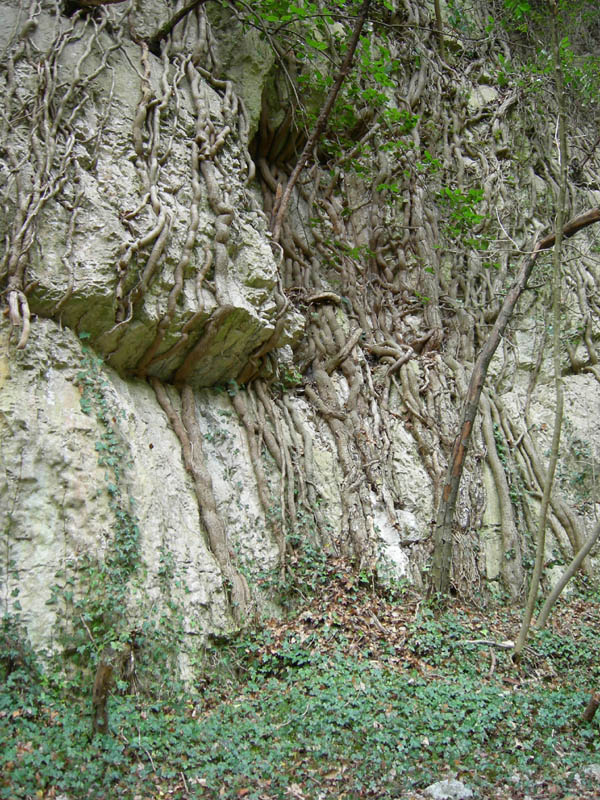 Percorso storico-naturalistico......Bosco Caproni