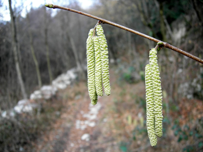 Percorso storico-naturalistico......Bosco Caproni