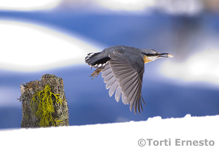 Picchio Muratore, Sitta europea in volo sulla neve