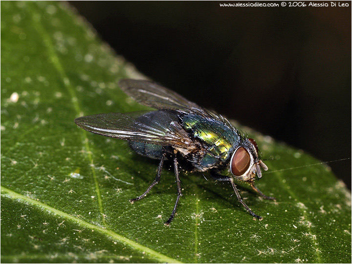 Calliphoridae: calliphora vicina?