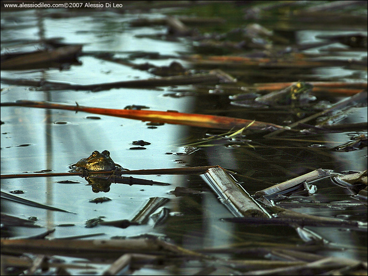 Alcune foto di rana (verde?) - Pelophylax ridibundus (Forl)