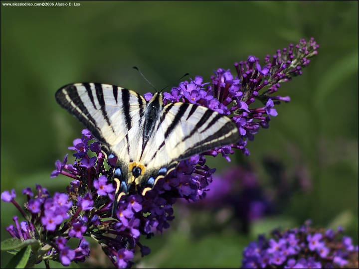 Iphiclides podalirius