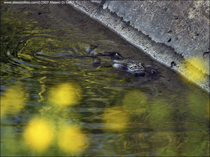 Alcune foto di rana (verde?) - Pelophylax ridibundus (Forl)