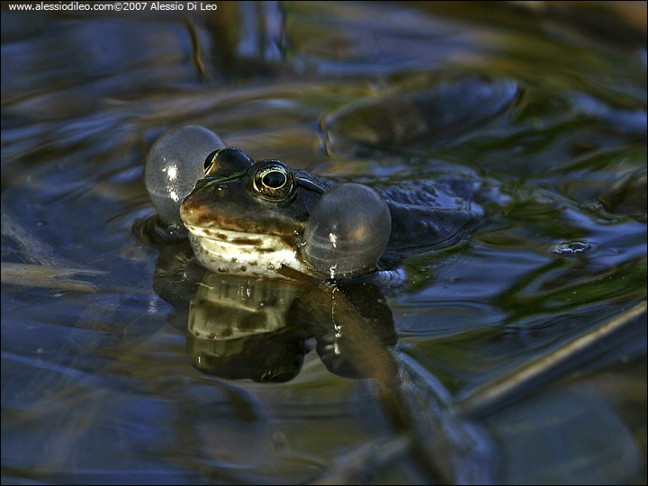 Alcune foto di rana (verde?) - Pelophylax ridibundus (Forl)