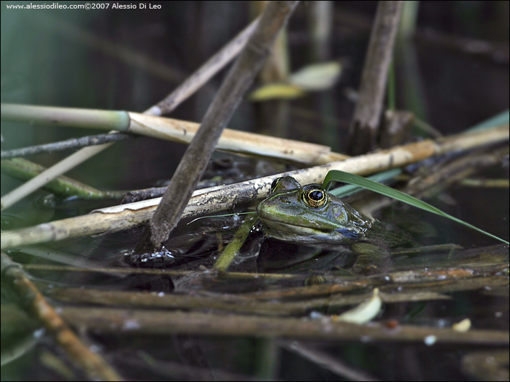 Alcune foto di rana (verde?) - Pelophylax ridibundus (Forl)