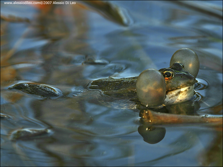 Alcune foto di rana (verde?) - Pelophylax ridibundus (Forl)