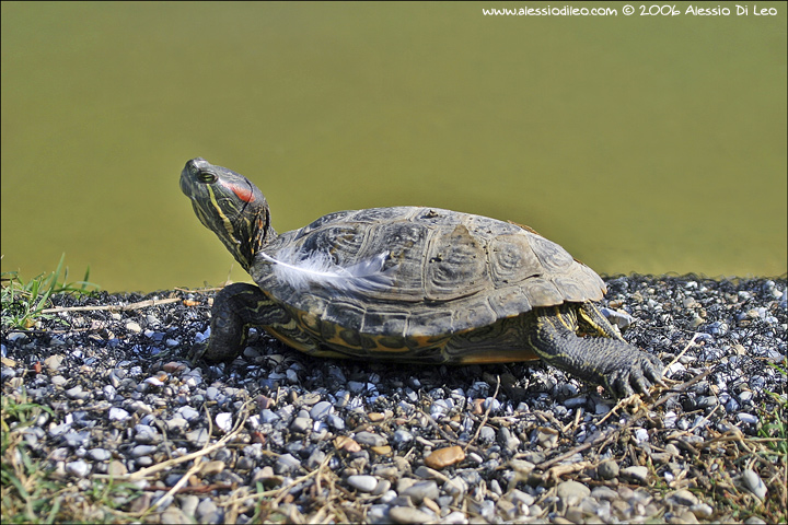 Tartaruga dalle orecchie rosse - Trachemys scripta