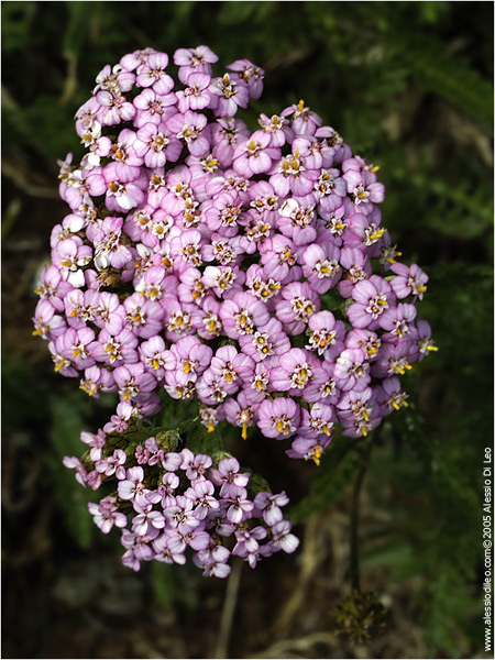 Achillea gr. millefolium