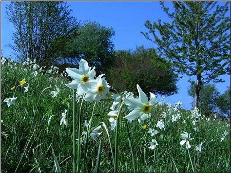 Narcissus poeticus / Narciso dei poeti , Narciso selvatico