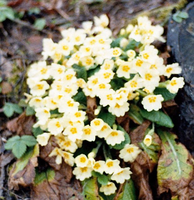 Primula vulgaris / Primula comune