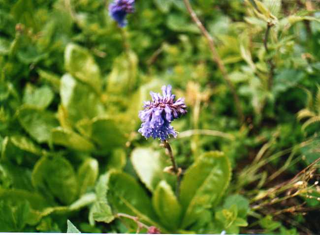 Wulfenia carinthiaca / Wulfenia