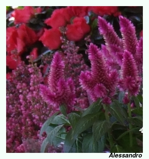 Celosia 