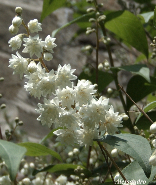 Deutzia scabra (pianta coltivata)