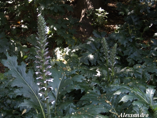 Cardo? no Acanthus mollis