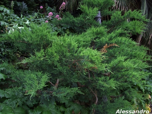 Di che albero si tratta? Thuja orientalis