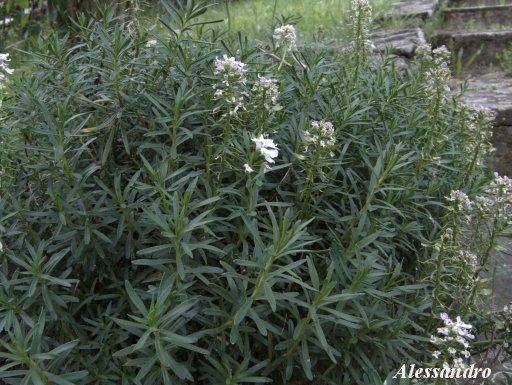 Pianta con i fiori bianchi.