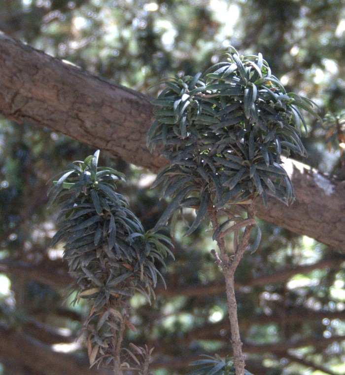 Di che albero si tratta?