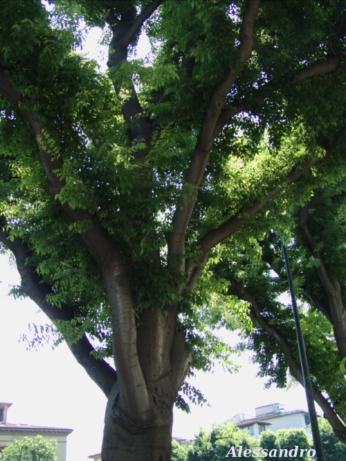 Celtis australis