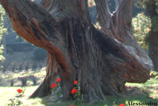 Altro albero secolare. Come si chiama?