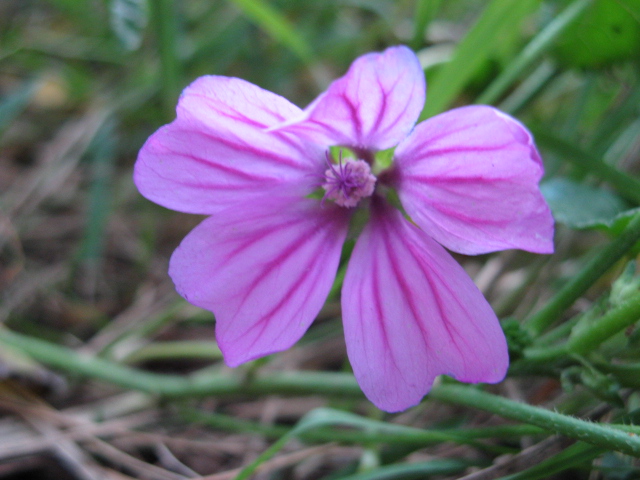 Malva sylvestris / Malva selvatica