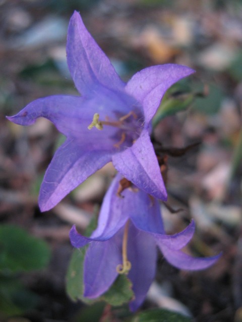 Campanula trachelium / Campanula selvatica