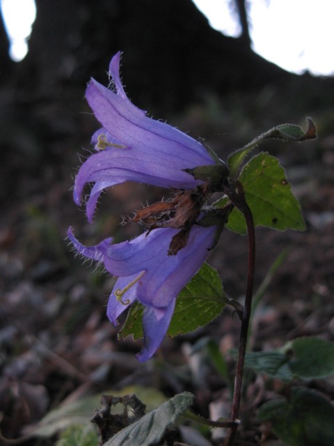 Campanula trachelium / Campanula selvatica