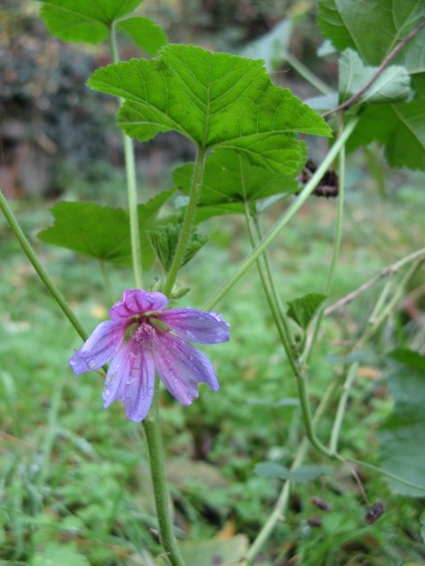 Malva sylvestris / Malva selvatica