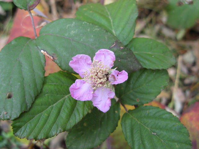 Rubus ulmifolius / Rovo comune