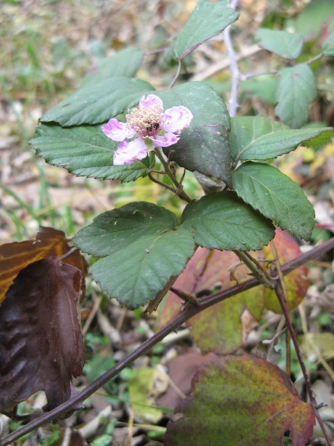 Rubus ulmifolius / Rovo comune