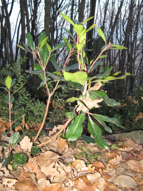 Arbutus unedo