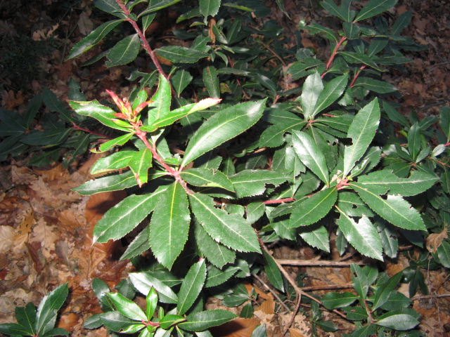 Arbutus unedo