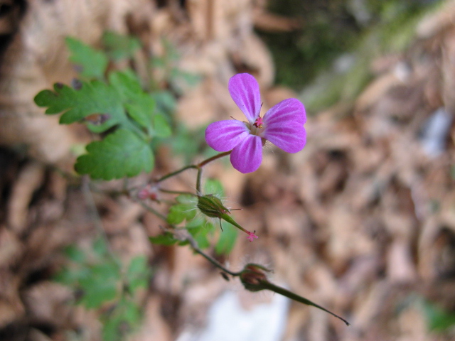 Geranium robertianum / Geranio di S.Roberto