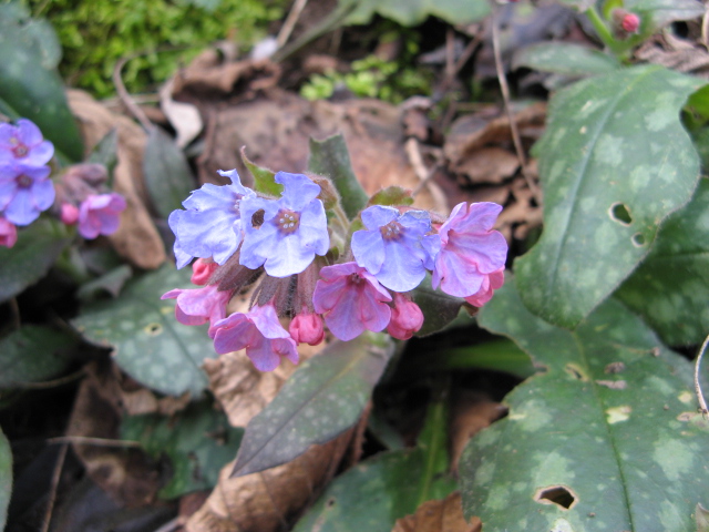 da determinare - Pulmonaria sp.