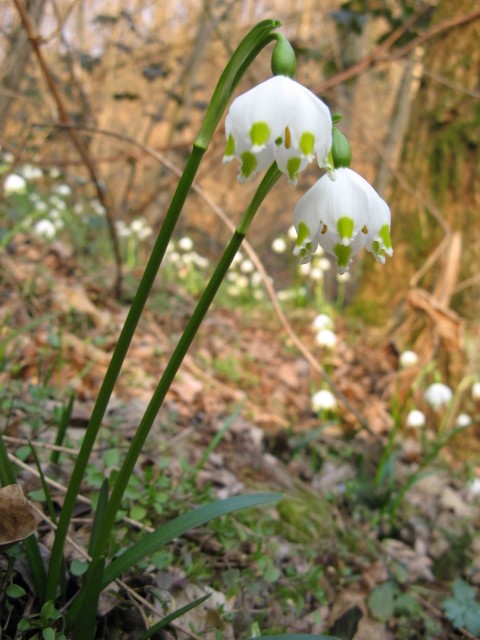 Leucojum vernum / Campanelle comuni