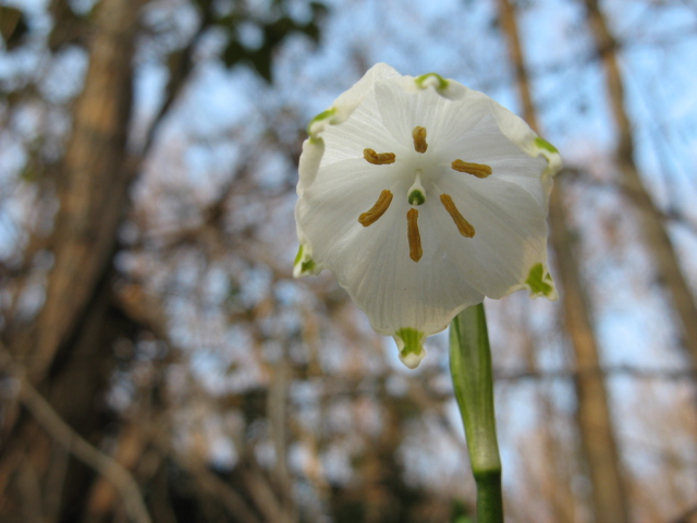 Leucojum vernum / Campanelle comuni