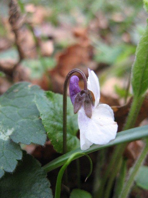 Viola alba