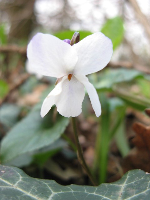 Viola alba