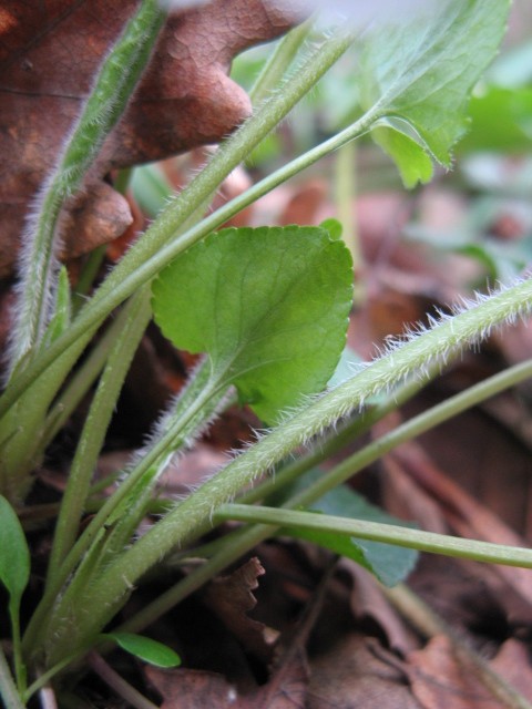 Viola alba