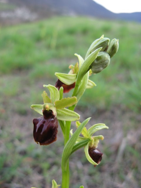 Ophrys sphegodes