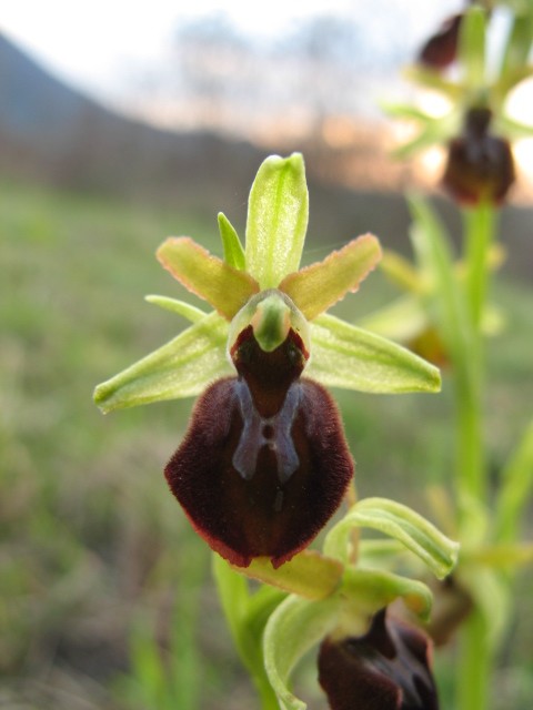 Ophrys sphegodes