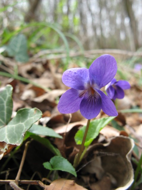 Viola hirta? No, Viola cfr. suavis