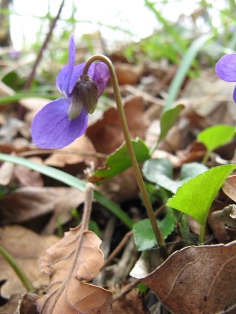 Viola hirta? No, Viola cfr. suavis