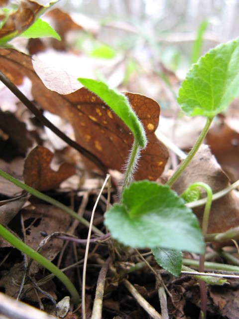 Viola hirta? No, Viola cfr. suavis