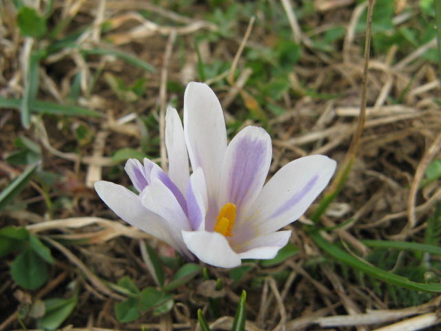 Crocus vernus subsp. albiflorus / Zafferano selvatico