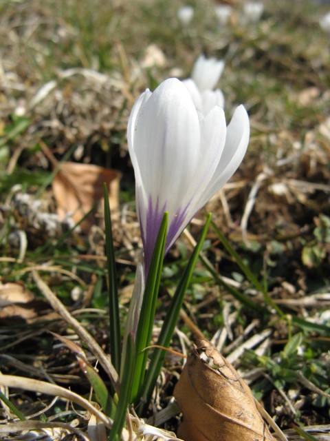 Crocus vernus subsp. albiflorus / Zafferano selvatico