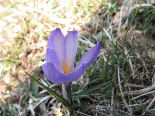 Crocus vernus subsp. albiflorus / Zafferano selvatico