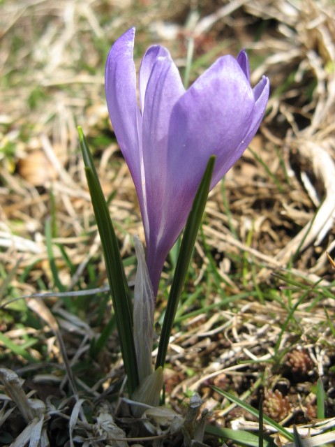 Crocus vernus subsp. albiflorus / Zafferano selvatico