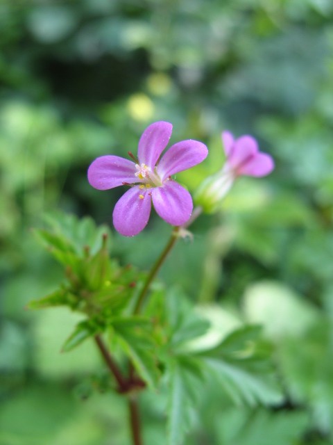 Geranium robertianum / Geranio di S.Roberto